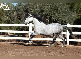 PRE, Semental, 6 años, 166 cm, Tordo rodado