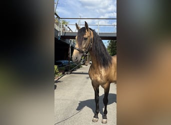 PRE Mestizo, Semental, 6 años, 167 cm, Buckskin/Bayo
