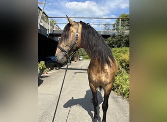 PRE Mestizo, Semental, 6 años, 167 cm, Buckskin/Bayo