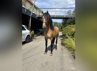 PRE Mestizo, Semental, 6 años, 167 cm, Buckskin/Bayo