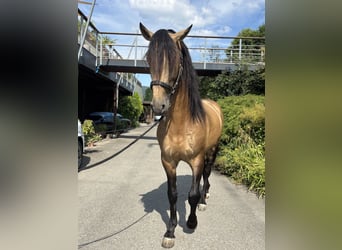 PRE Mestizo, Semental, 6 años, 167 cm, Buckskin/Bayo