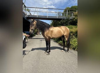 PRE Mestizo, Semental, 6 años, 167 cm, Buckskin/Bayo