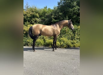 PRE Mestizo, Semental, 6 años, 167 cm, Buckskin/Bayo