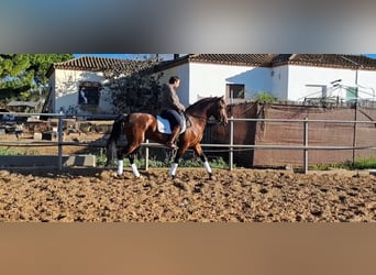 PRE Mestizo, Semental, 6 años, 167 cm, Castaño