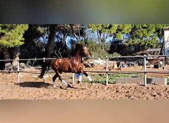 PRE Mestizo, Semental, 6 años, 167 cm, Castaño