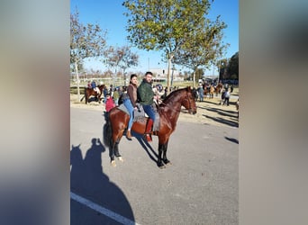 PRE Mestizo, Semental, 6 años, 167 cm, Castaño