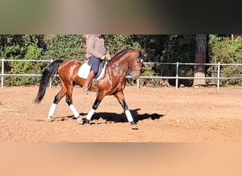 PRE Mestizo, Semental, 6 años, 167 cm, Castaño