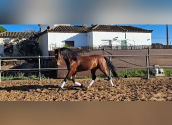 PRE Mestizo, Semental, 6 años, 167 cm, Castaño