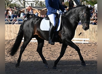 PRE Mestizo, Semental, 6 años, 167 cm, Castaño oscuro