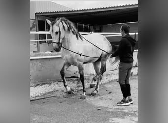 PRE Mestizo, Semental, 6 años, 167 cm, Tordo
