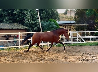 PRE, Semental, 6 años, 168 cm, Castaño