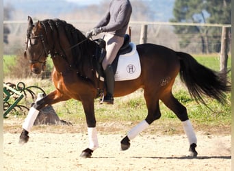 PRE Mestizo, Semental, 6 años, 168 cm, Castaño