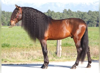 PRE Mestizo, Semental, 6 años, 168 cm, Castaño