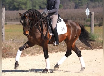 PRE Mestizo, Semental, 6 años, 168 cm, Castaño