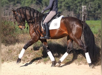 PRE Mestizo, Semental, 6 años, 168 cm, Castaño