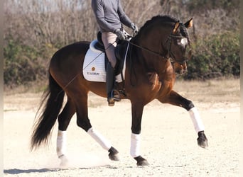 PRE Mestizo, Semental, 6 años, 168 cm, Castaño