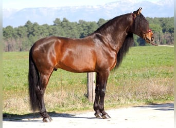 PRE Mestizo, Semental, 6 años, 168 cm, Castaño