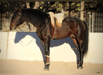 PRE Mestizo, Semental, 6 años, 168 cm, Castaño oscuro