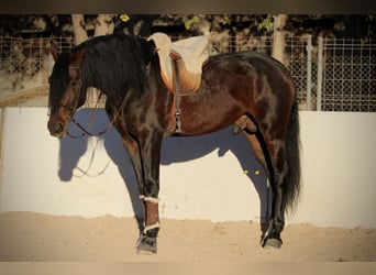 PRE Mestizo, Semental, 6 años, 168 cm, Castaño oscuro