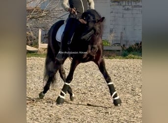 PRE Mestizo, Semental, 6 años, 168 cm, Negro