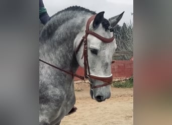 PRE Mestizo, Semental, 6 años, 168 cm, Tordo