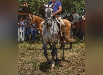 PRE Mestizo, Semental, 6 años, 168 cm, Tordo