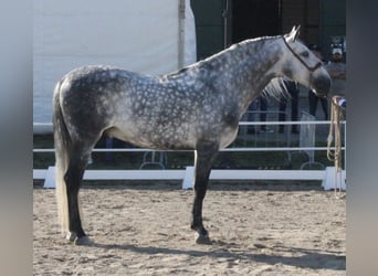 PRE, Semental, 6 años, 168 cm, Tordo rodado