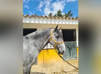 PRE, Semental, 6 años, 168 cm, Tordo rodado