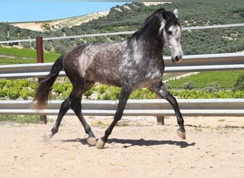 PRE Mestizo, Semental, 6 años, 169 cm, Tordo