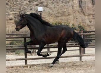 PRE Mestizo, Semental, 6 años, 170 cm, Castaño rojizo