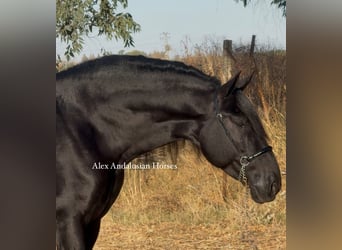 PRE Mestizo, Semental, 6 años, 170 cm, Negro