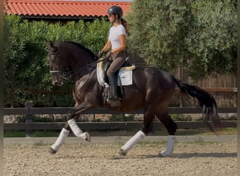 PRE Mestizo, Semental, 6 años, 170 cm, Negro