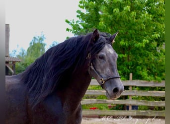 PRE, Semental, 6 años, 170 cm, Tordillo negro