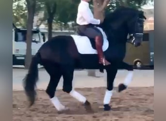 PRE Mestizo, Semental, 6 años, 170 cm, Tordo rodado