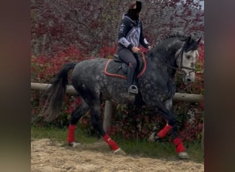 PRE Mestizo, Semental, 6 años, 170 cm, White/Blanco