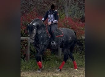 PRE Mestizo, Semental, 6 años, 170 cm, White/Blanco