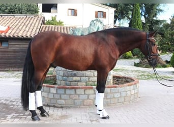 PRE Mestizo, Semental, 6 años, 171 cm, Castaño