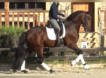 PRE Mestizo, Semental, 6 años, 171 cm, Castaño