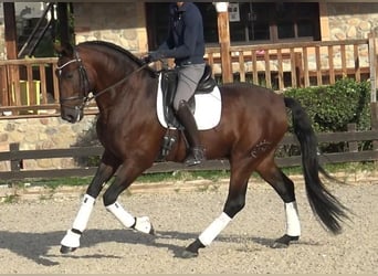 PRE Mestizo, Semental, 6 años, 171 cm, Castaño