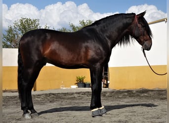 PRE Mestizo, Semental, 6 años, 171 cm, Castaño oscuro
