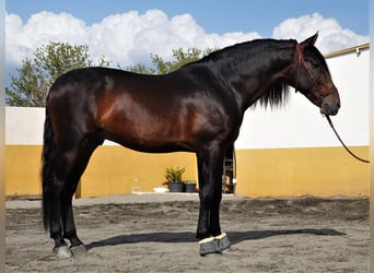 PRE Mestizo, Semental, 6 años, 171 cm, Castaño oscuro