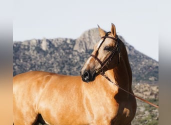 PRE Mestizo, Semental, 6 años, 172 cm, Buckskin/Bayo