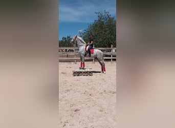 PRE, Semental, 6 años, 172 cm, Tordo
