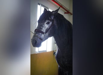PRE Mestizo, Semental, 6 años, 173 cm, Tordo
