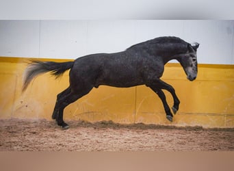PRE Mestizo, Semental, 6 años, 173 cm, Tordo