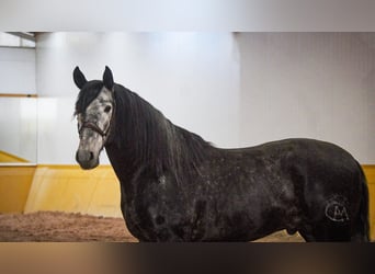 PRE Mestizo, Semental, 6 años, 173 cm, Tordo