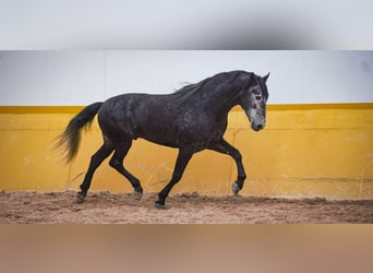 PRE Mestizo, Semental, 6 años, 173 cm, Tordo