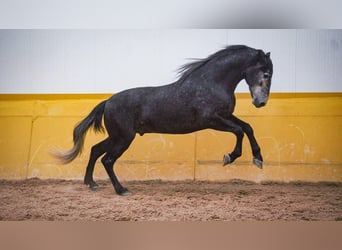 PRE Mestizo, Semental, 6 años, 173 cm, Tordo