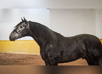 PRE Mestizo, Semental, 6 años, 173 cm, Tordo