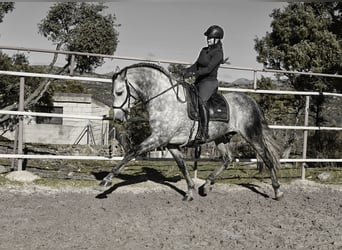 PRE Mestizo, Semental, 6 años, 173 cm, Tordo rodado